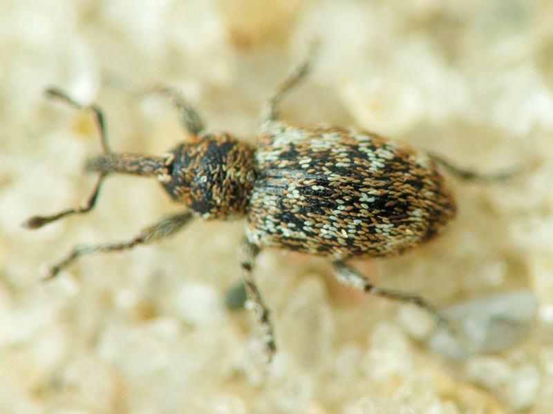 Smicronyx jungermanniae (Reich, 1797)